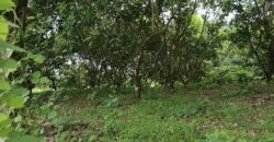 Murang Farm Lot/Fruit Bearing Trees