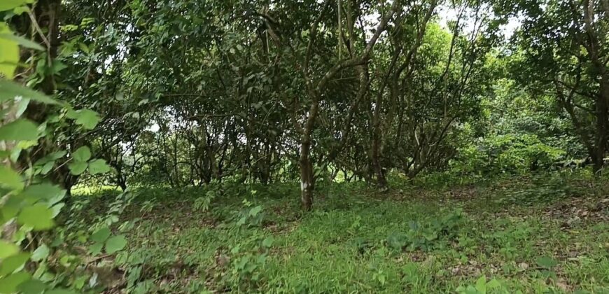 Murang Farm Lot/Fruit Bearing Trees