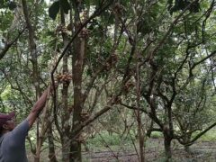 Murang Farm Lot/Fruit Bearing Trees