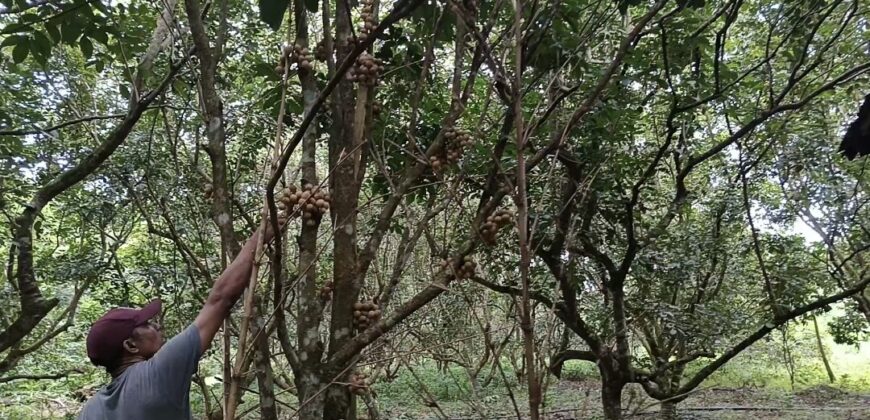 Murang Farm Lot/Fruit Bearing Trees