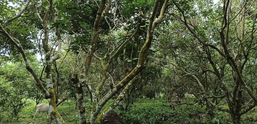 Murang Farm Lot/Fruit Bearing Trees